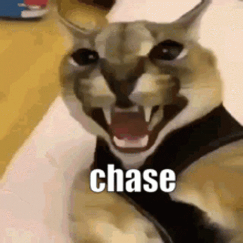 Angry Cat Fangs Ears Chase GIF