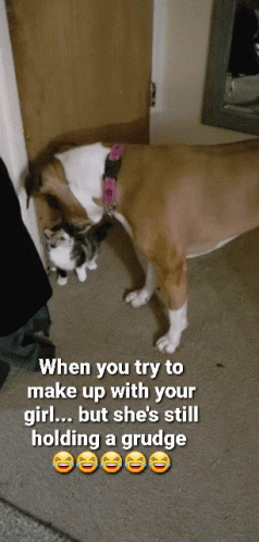 Angry Cat Fighting Big Dog Grudge Meme GIF