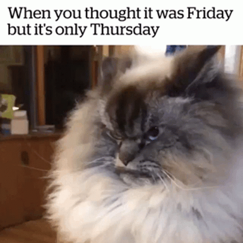 Angry Cat Friday Eve GIF