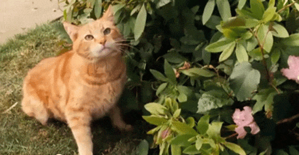 Angry Cat GIF - Angry Cat Cute - Discover & Share GIFs