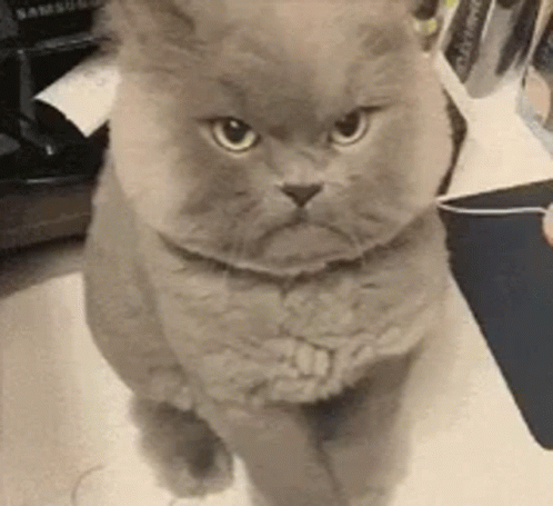 Angry Cat