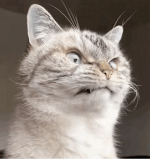 Angry cat is angry! • Cat GIF Website