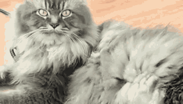 Angry Cat Moody Leave Me Alone Reaction GIF