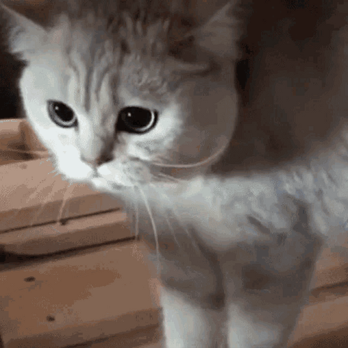 Angry Cat GIF - Angry Cat - Discover & Share GIFs