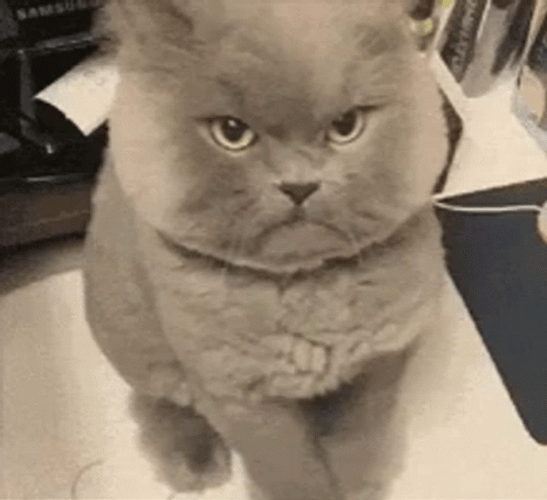 Angry Cat Mad Hissing Flash Effect GIF