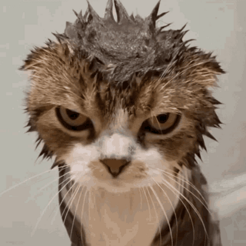 angry-cat-taking-a-bath-shower-pissed-fi4tgvi3d7kaiilb.gif
