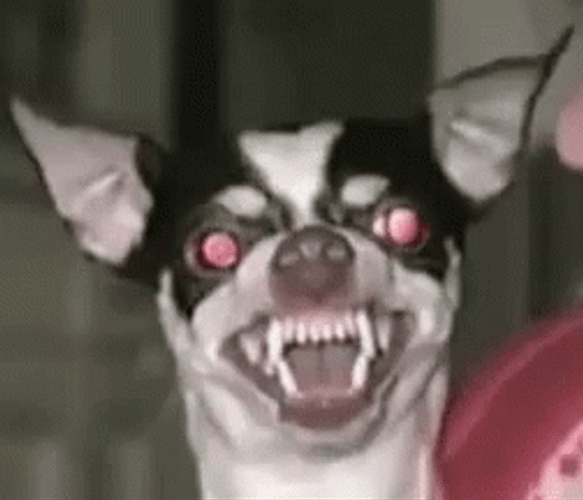 Angry Chihuahua Dog GIF