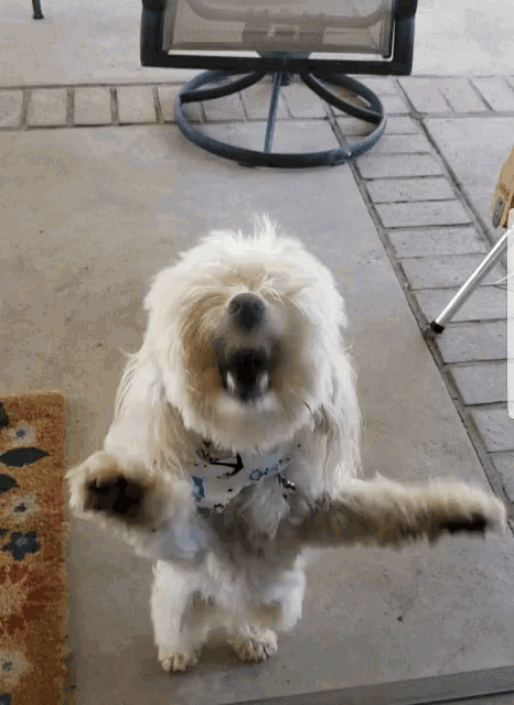 Angry Dog Bark Through Glass Door GIF