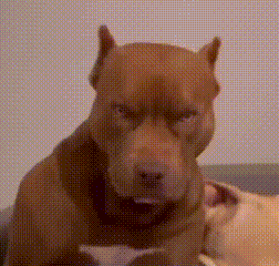 Angry Dog Close Up