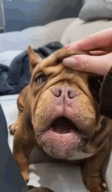 Angry Dog Default Face Loose Skin GIF