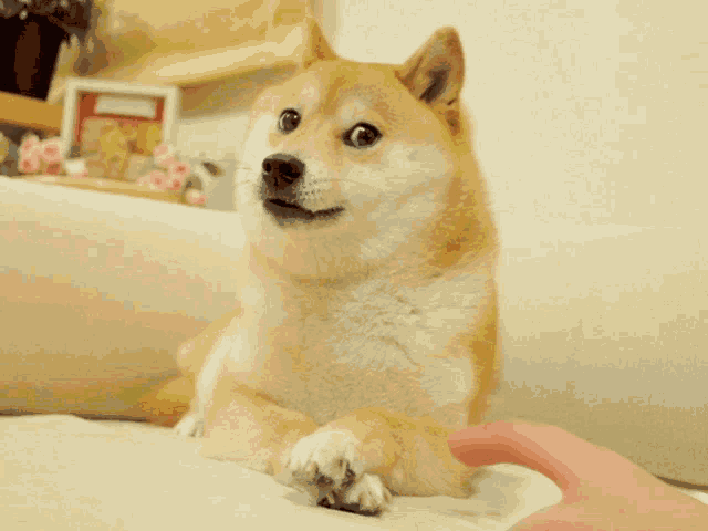 Angry Dog Doge Gets Annoyed Terror Face GIF