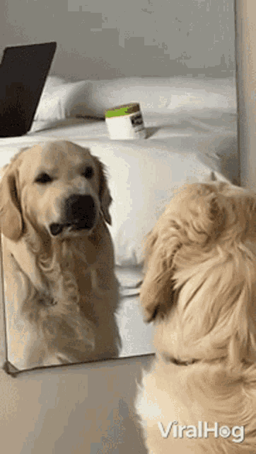 Angry Dog Facing Mirror Funny Mad GIF