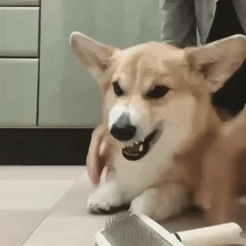 Angry Dog Fangs Dont Touch Me GIF