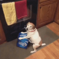 Angry Dog Holding Bud Light Box GIF