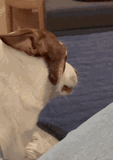 Angry Dog Look Pissed Off Annoyed GIF