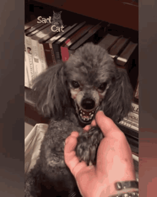 Angry Dog Snarl Smile Grey Poodle GIF