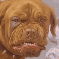Angry Dog Squeezed Up Face Ugly Face GIF