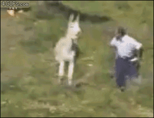 Angry Donkey Attack Human GIF