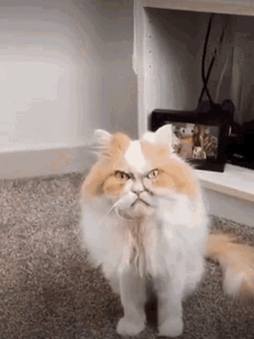 Angry Face Cat Animal GIF.