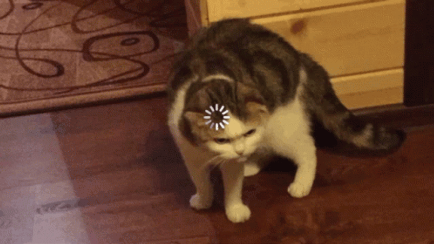 Angry Loading Cat GIF