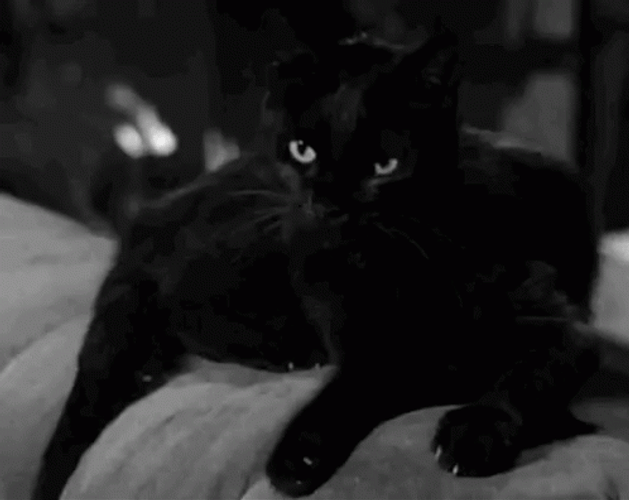 angry-meow-black-cat-s4sgmfqh4fmfzcu8.gif
