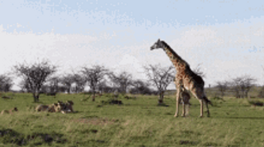 Funny Giraffe Teasing Actions GIF 