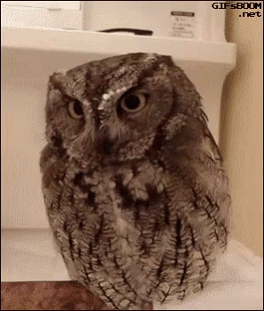 Angry Owl Sitting on Shelf Looking at Camera