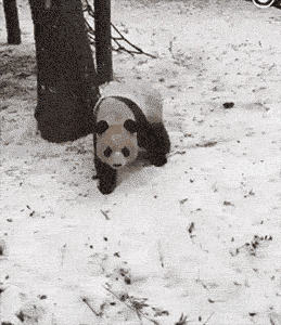 Angry Panda Snow Sliding GIF