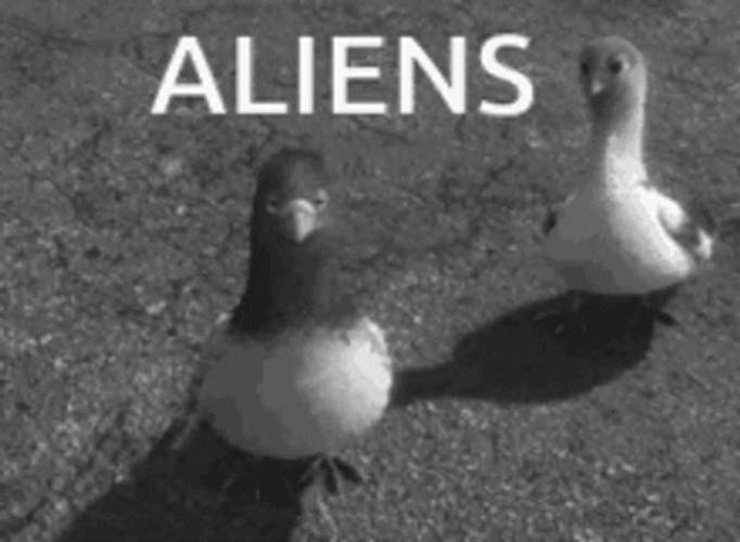 Angry Pigeons Alien GIF