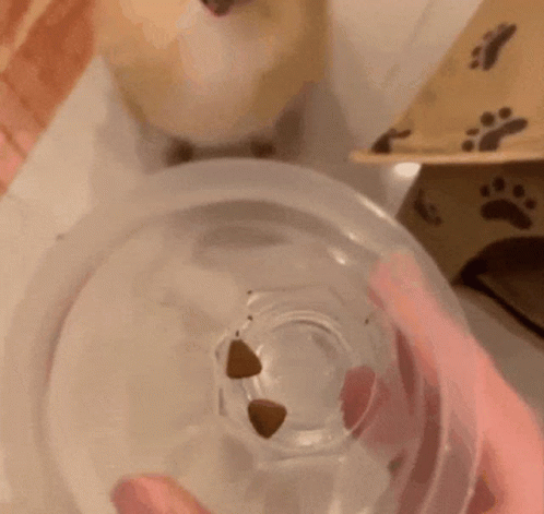 Angry Pomeranian Dog GIF