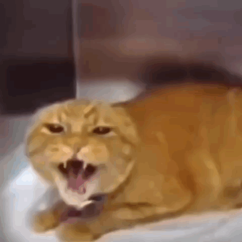 Angry Screaming Cat Meme GIF