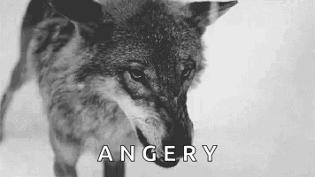 Angry Wolf in Black and White