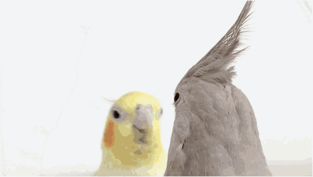 Angrytiel Cockatiel Gif GIF