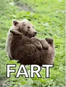 Animal Bear Fart GIF