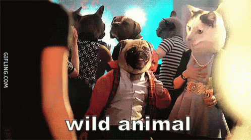 Animal Faces In A Party Wild Animal GIF