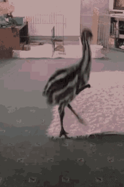 Animal Funny Gif GIF