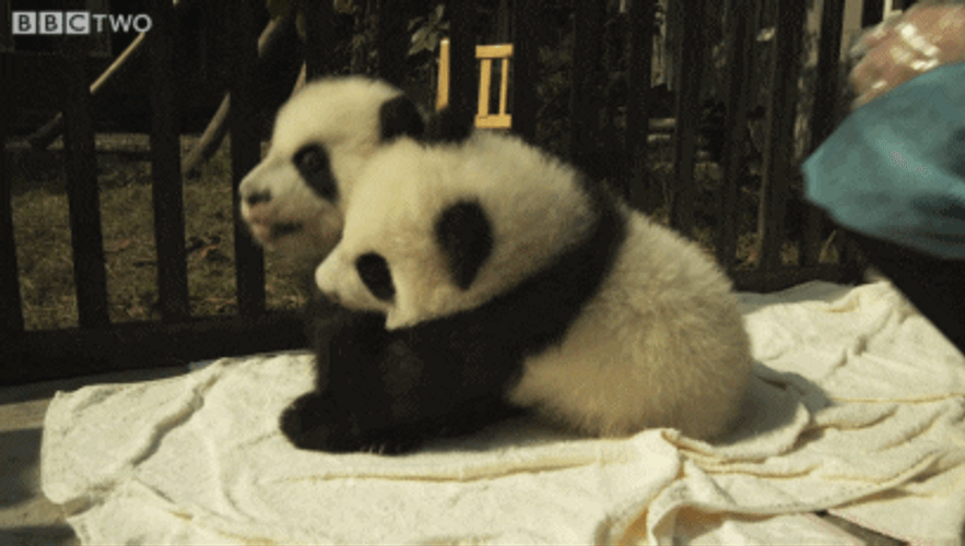 laughing baby panda