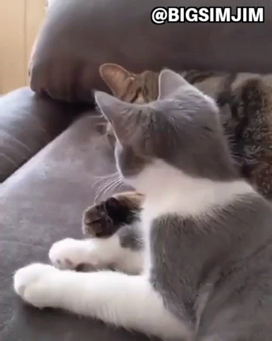 Animal Hug Cute Cats Cuddling GIF