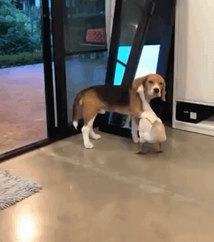 Animal Hug Cute Friends Dog Duck GIF
