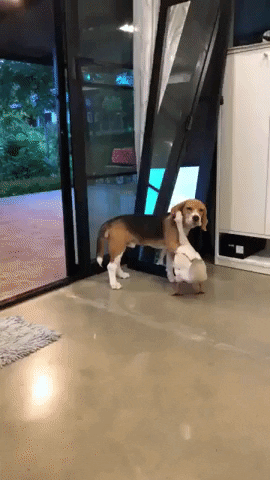 Animal Hug Dog And Goose GIF
