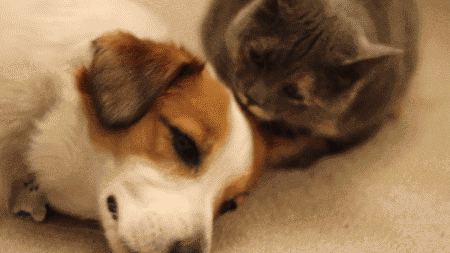 Animal Hug Dog Cat Licking GIF