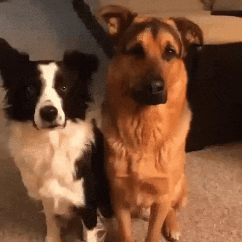 Animal Hug Dog Cuddle Together GIF