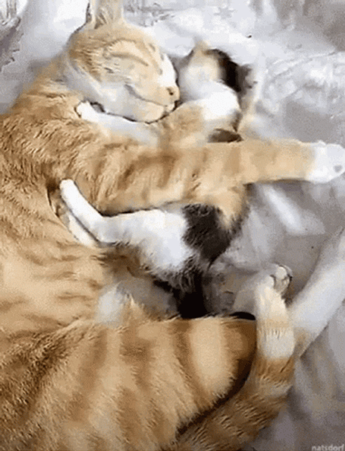 cute animals cuddling gif