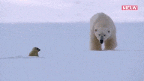 Animal Hug Running Mother Polar Bear To Baby GIF