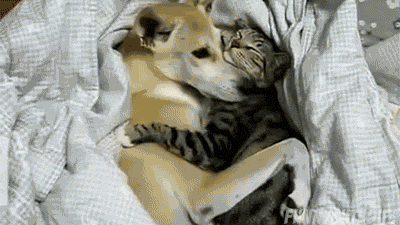 Animal Hug Spooning Cat Dog GIF
