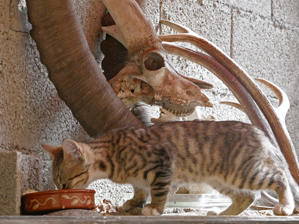 Animal Skull Display GIF