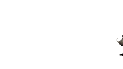 Animals Including Boar and Lion