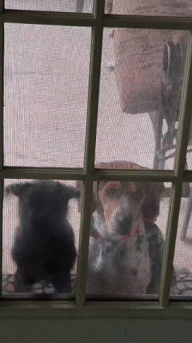 Animals Looking Out Screen Door
