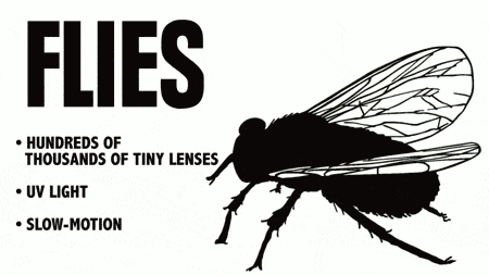 Animals Versus Human Vision Facts GIF