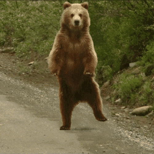 bear waving animated gif